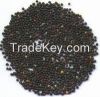 Canola Seeds