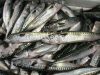 Fresh Atlantic Mackerel