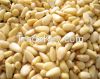 Pine Nuts Kernels