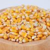 Yellow Corn