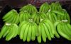 Fresh Cavendish Bananas Of Ecuador