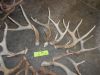 red deer antlers for sale