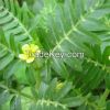 Tribulus Terrestris P.E