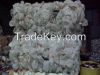 HDPE MILK BOTTLE SCRAP in Natural color