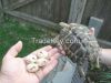 Tortoises, Turtles and fertile eggs available