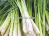 Lemon grass