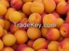 Fresh Apricots