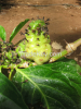 Noni fruit