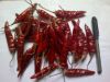 Sell dry red chilli