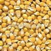 YELLOW CORN (origin Ukraine)