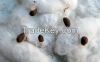 Raw Cotton