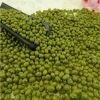 New Crop Cheap Price Green Mung Beans