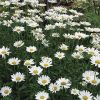 Wild Chrysanthemum Flower Dried Chrysanthemum Bud Tea Flower Tea Bright Eyes