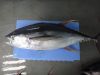 yellow fin tuna