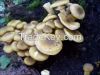 honey mushroom