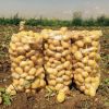 hot sale fresh potato all year supply