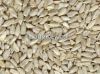 Sunflower Kernels