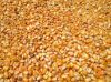 Corn for animal feed, ship parties