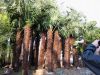 Trachycarpus fortunei ( palms from Royal Gardening)