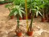 Sell Pachira macrocarpa ( indoor plant from Royal Gardening)