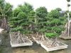 Ficus microcarpa bonsai