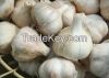 Fresh Garlic