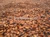 High Grade Dried Raw Cocoa Beans for Sale