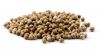 High Quality Brown Fresh Dried Coriander Seed