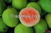 Fresh Guava