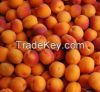 Fresh Apricots