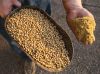 Non-GMO-Soybean-Meal-for-sale