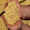 NON-GMO Soybeans