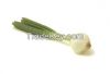 Spring Onion