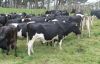 Diary Cows/Freisian Cows, Heifer Cows, Holstein Cows