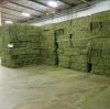 Fresh & Dry Alfalfa Hay