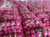 FRESH DRAGON FRUIT (+841642828779)