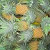 Fresh Pineapples