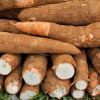 Fresh Cassava