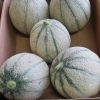 Fresh Melons