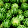 Fresh Water Melons