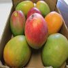 Fresh Mangos