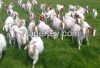 Full Blood Boer Goats-live Sheep-Cattle- Lambs for sale