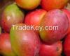 FRESH MANGOES FRUITS