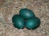 Emu Eggs For Sale (Both Fertile and Emu Eggs for Human consumption)