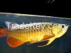 Red Tail Gold Arowana Fish, Dried Fresh Baby Shrimp, Fresh and Frozen Horse Mackerel Fish, Herring Fish , Dry Stockfish Fresh and Frozen Horse Mackerel Fish, Dry Stockfish, Seacucumber, Lobster, 