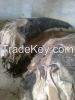 Wet Salted Cow Hides/Skin, Cow Heads and Animal Skins