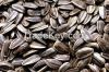 SUNFLOWER SEEDS