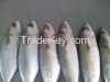 FROZEN INDIAN MACKEREL WHOLE ROUND