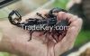 black scorpion