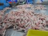 Grade A Processed Frozen Chicken Feet/Paws for sale.